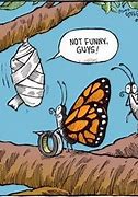 Image result for Cat Funny Butterfly