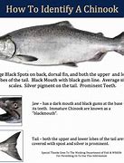 Image result for White Chinook Salmon