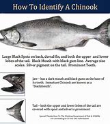 Image result for Adult Chinook Salmon