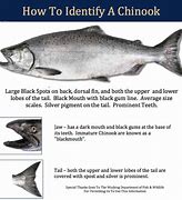 Image result for Picture of Chinook Salmon