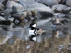 Image result for Crested Merganser