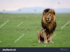 Image result for Real Fire Lion