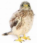 Image result for Baby Kestrel Rescue