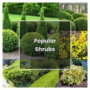 Image result for Shrubs Plant