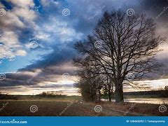 Image result for Dirty around a Tree On the Footpath