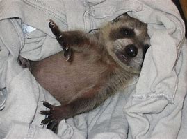 Image result for Baby Raccoon Dog