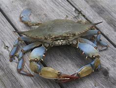 Image result for Blue Crab in Container