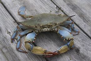 Image result for Blue Coconut Crab