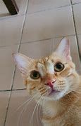 Image result for Happy Ginger Cat