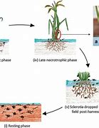 Image result for Rhizoctonia Solani