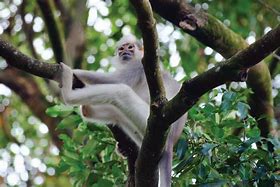 Image result for Mitred Leaf Monkey