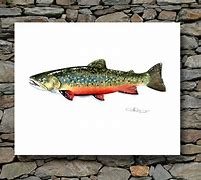 Image result for Brook Trout Art