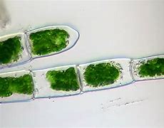 Image result for Algae Microscope Slides