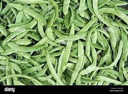 Image result for Wild Kidney Bean Plant