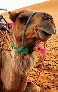 Image result for Camels Desert Image Free