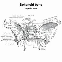 Image result for Pterygoid Plate