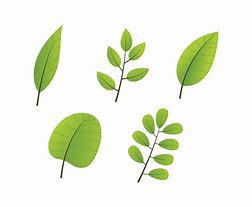 Image result for Green Leaves with Purple Flower Clip Art