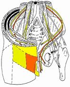 Image result for Ilioinguinal Nerve Sensory