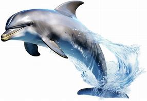 Image result for Dolphine Smile PNG