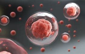 Image result for Blood Stem Cells