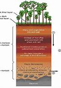 Image result for Tropical Soil