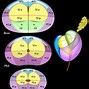 Image result for Prostate Gland Structure