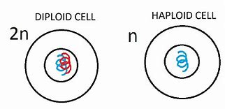 Image result for Haploid Pair