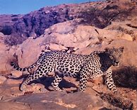 Image result for Nimr Panthera Pardus Poster