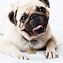 Image result for Pugs Doing Funny Things