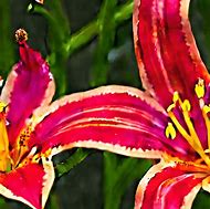 Image result for Orange Stargazer Lily