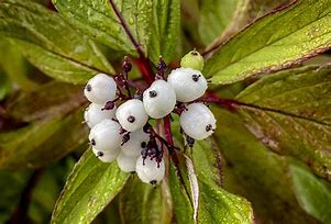 Image result for Dogwood Tree Berries