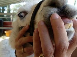 Image result for Llama Lips