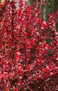 Image result for Barberry Orange Rocket 5 Gal