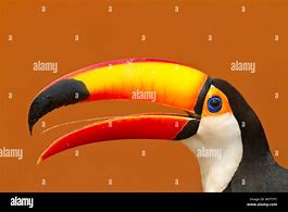 Image result for Toco Toucan Tongue