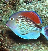 Image result for Pretty Fish