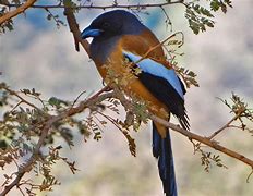 Image result for Sariska Wildlife Sanctuary Map