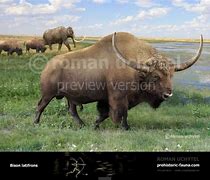 Image result for Bison Latifrons