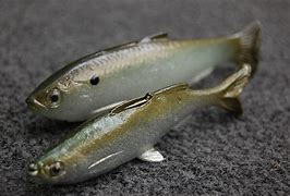 Image result for Rebel Fin Bait