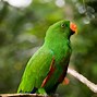 Image result for Eclectus Parrot