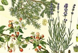 Image result for Gruit