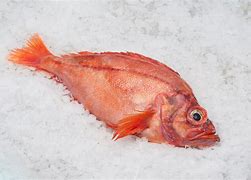 Image result for Fly Perch Fish