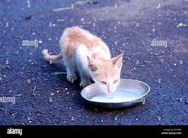 Image result for Cat Drinking Milk