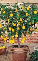 Image result for Mini Lemon Tree Indoor