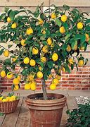 Image result for bush lemon tree fruit