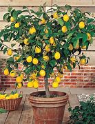 Image result for Pastels Mini Lemon Tree