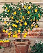 Image result for Pastels Mini Lemon Tree