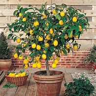 Image result for Dwarf Lemon Tree Indoor