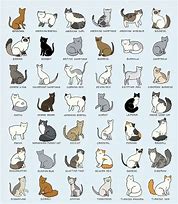 Image result for Cat Pet Chart