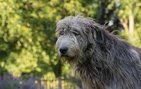 Image result for Irish Wolfhound