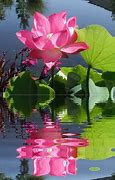 Image result for Lotus Cartoon GIF